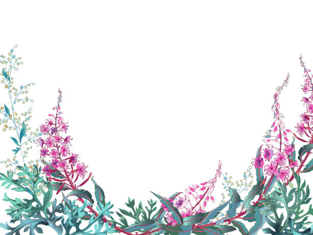 ilustraciones, imágenes clip art, dibujos animados e iconos de stock de fondo colorido con rama de flores de fireweed, ivan-tea planta medicinal y ajenjo. - adelfilla