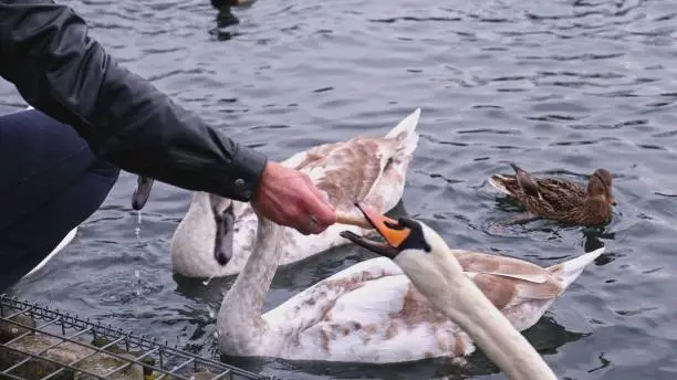 Photo of Caucasian Male Hand Feeding with Bread Risking Acidosis Wild Swan and Duck Swimming in Canal Pond River