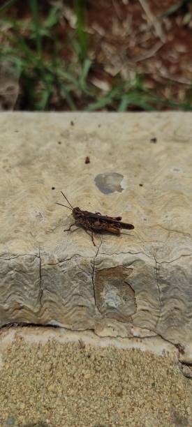 istock grasshopper on concrete - stock photo 1353201866