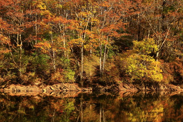 istock Lake of autumn leaves 1353201912