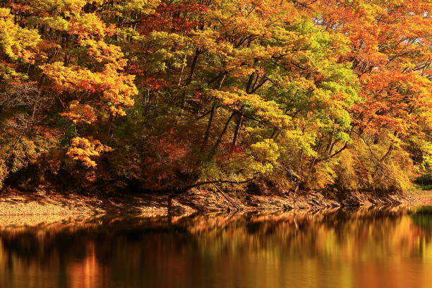 istock Lake of autumn leaves 1353201969