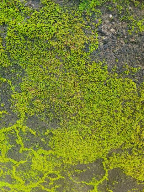 istock Close-up on green moss on wall 1353201984