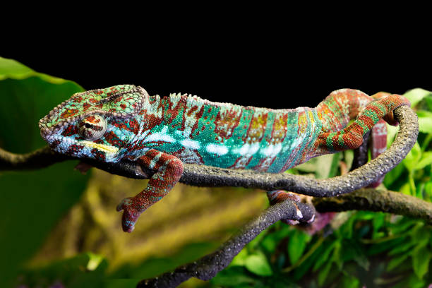 istock Panther chameleon Ambato. Male. 1353203063