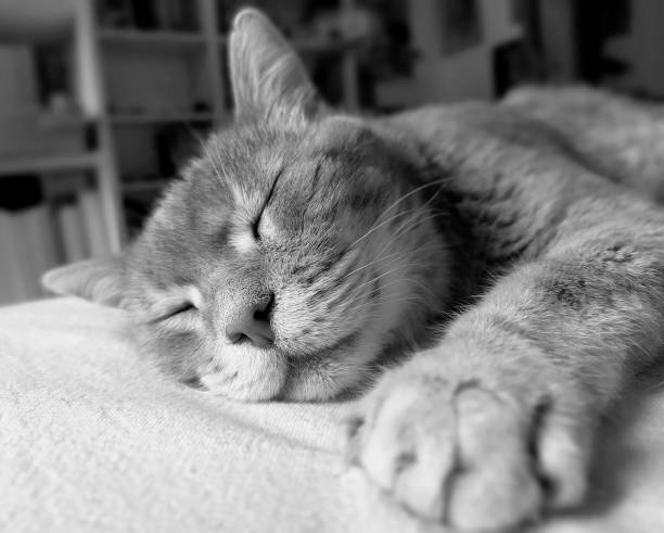 istock My cat Pantalaimon 1353203417