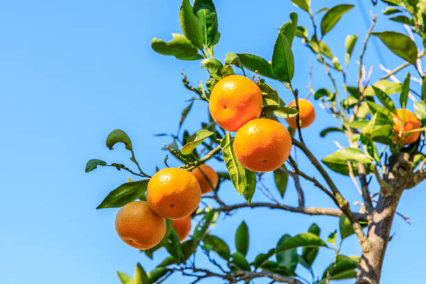 istock Ripe oranges on the orange tree 1353204421