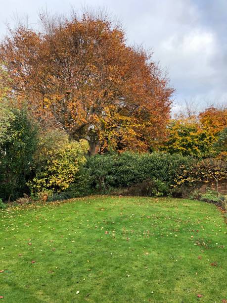 istock Autumn trees and plant in a garden 1353205249
