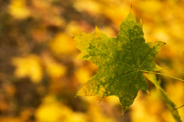 Closeup of autumn leafs background. warm and sunny atmosphere in the forest.