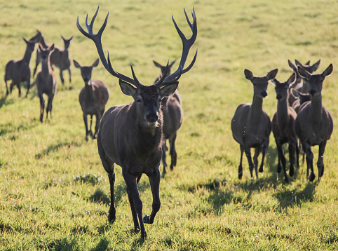 Deer with large horns runs along with group of females. A herd of European red deer with a leader.