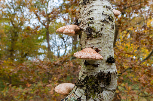 wild Bracket fungus growing on a tree in the forest