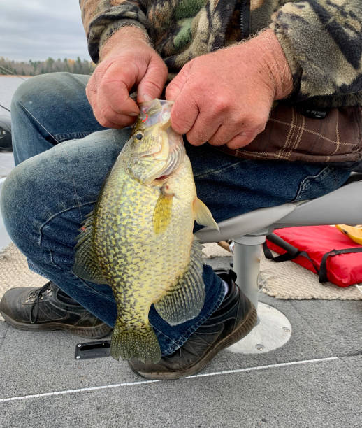 Fisherman unhooking a Crappie Fisherman unhooking a Crappie while sitting in a boat freshwater fish photos stock pictures, royalty-free photos & images