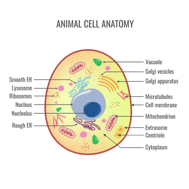 ilustraciones, imágenes clip art, dibujos animados e iconos de stock de la estructura de una célula animal - animal cell