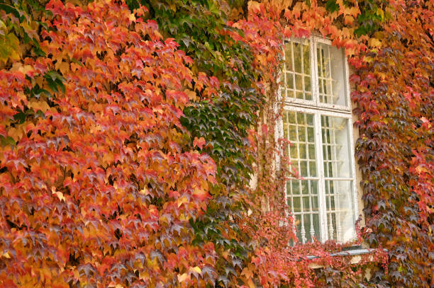 istock wall with window and colorful creeper leafs in autumn 1353206646