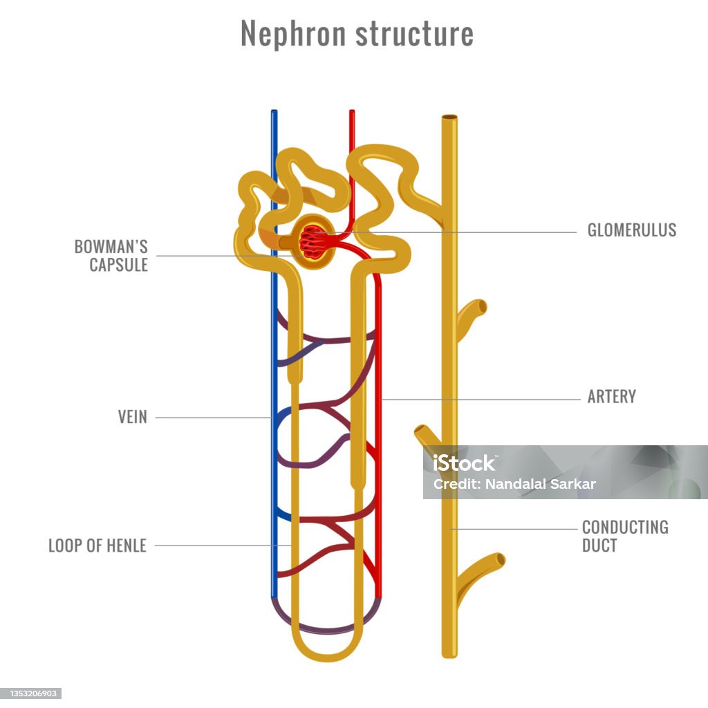 Structure Of A Nephron And Formation Of The Urine Stock Illustration -  Download Image Now - Nephron, Kidney - Organ, Activity - iStock