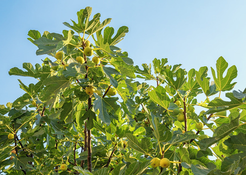 Branches of  fig tree ( Ficus carica ) with green leaves and fruit against sky