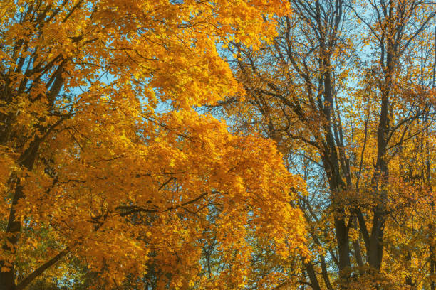 istock Colorful autumn leaves. 1353207063