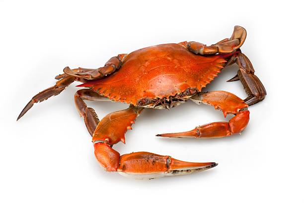 istock Blue Crab Cooked on White Background and Clipping Path 135320776