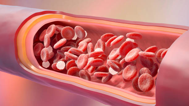 Red and white blood cells in the vein stock photo