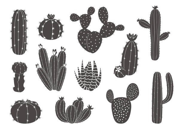 ilustraciones, imágenes clip art, dibujos animados e iconos de stock de cactus negro. silueta de planta del desierto del oeste mexicano con flores, suculentas obras de arte exóticas con espinas y flores. elementos botánicos de floración. conjunto aislado de gráficos vectoriales - cactus