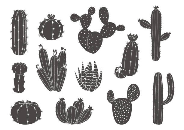 illustrazioni stock, clip art, cartoni animati e icone di tendenza di cactus nero. silhouette della pianta del deserto messicano occidentale con fiori, opere d'arte succulente esotiche con spine e fiori. elementi botanici in fiore. set isolato di grafica vettoriale - cactus