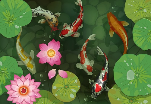 Golden carp background. Oriental traditional pond with koi fish and lotus leaves. Water lily flowers and swimming goldfish in lake. Aquatic plants and animals. Vector Japanese and Chinese illustration