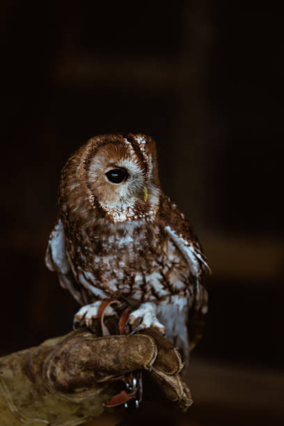 istock Tawny Owl perching, black background 1353208960