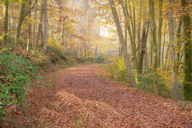 nuevo camino forestal, godshill wood en otoño - glade england autumn forest fotografías e imágenes de stock