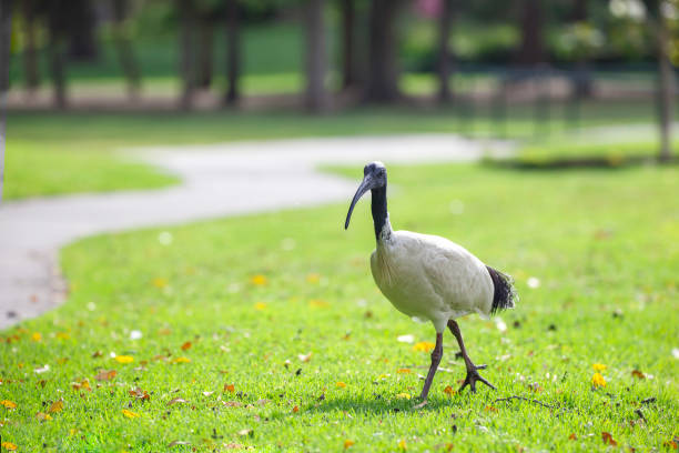 istock Australian ibis bird on a footpath 1353210194