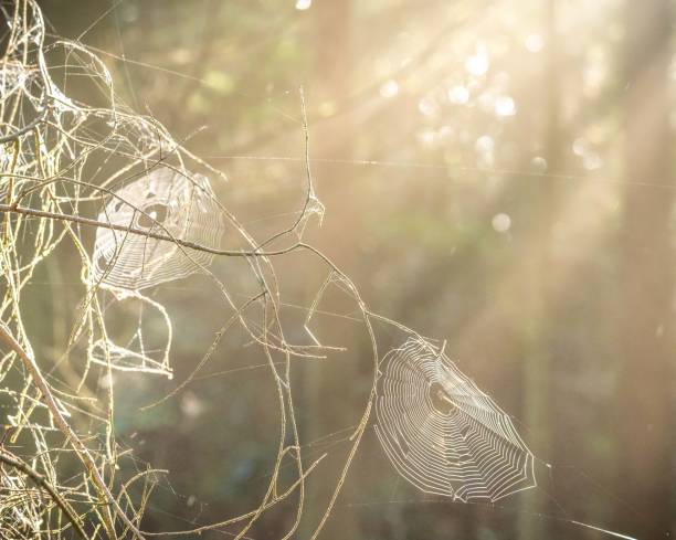 new forest rayos de sol en telarañas godshill wood - glade england autumn forest fotografías e imágenes de stock