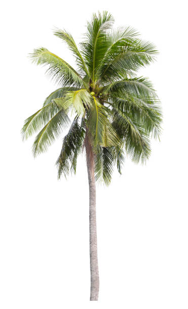 istock The coconut tree isolated on white 1353212051