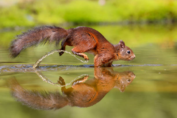 istock Eurasian red squirrel searching for food 1353212427