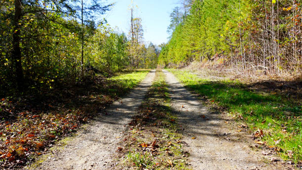 sentiero sterrato nelle great smokey mountains - dirtroad foto e immagini stock