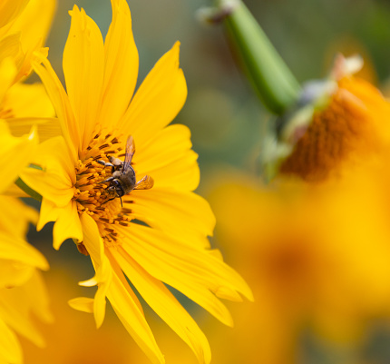 Selective focus on a bee that is collecting pollen in a yellow daisy and surrounded by more flowers on a sunny day