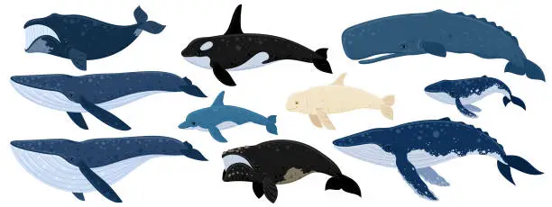 Vector illustration of Cartoon set of whales. Beluga, killer whale, humpback whale, cachalot, blue whale, dolphin, bowhead, southern right whale, sperm hale. Underwater world, Marine life. Vector illustration of a whale.