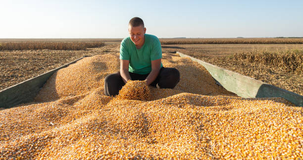 istock Portrait male farmer with corn, smiling man harvesting 1353214697