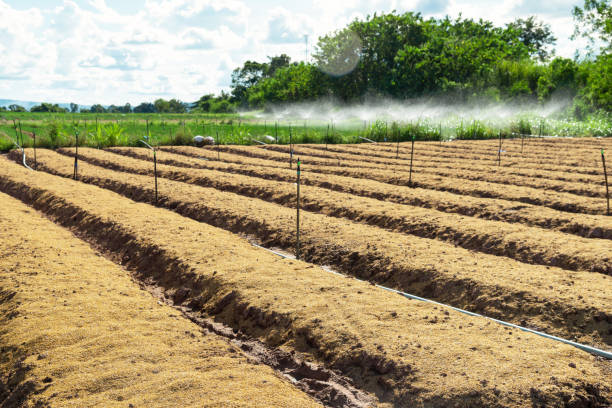 istock Field prepared by tillage for onion crop 1353215442