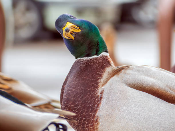 istock Mallard male is looking at camera. Duck portrait. Close-up. Blurred background 1353215528