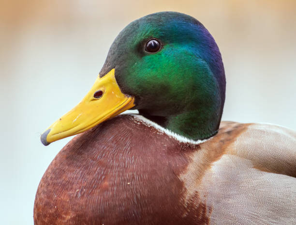 istock Mallard male is looking at camera. Duck portrait. Close-up. Blurred background 1353215530