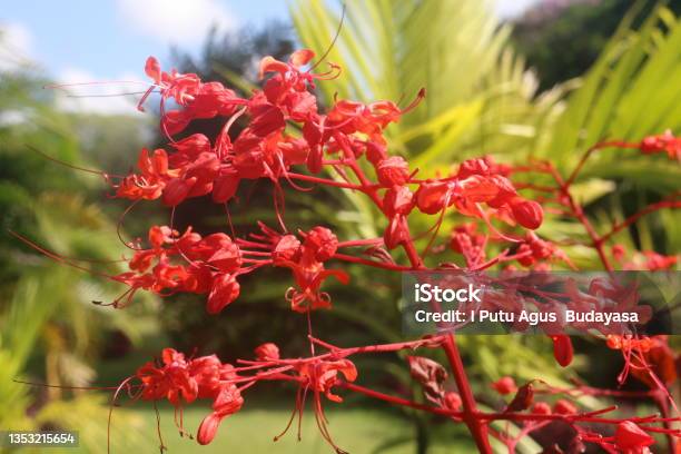 Flower Plants That Grow Or Are Planted In The Puputan Badung Field Garden Stock Photo - Download Image Now