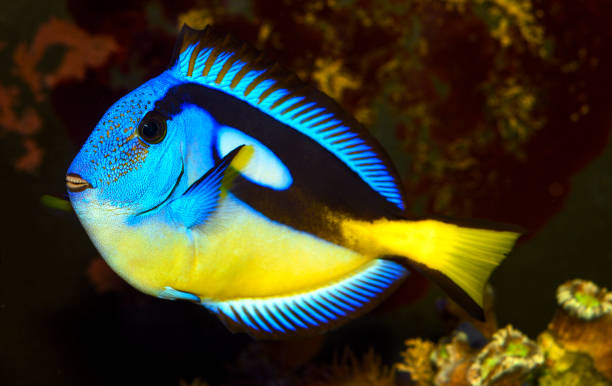 istock Closeup of a blue tang surgeonfish 1353215943