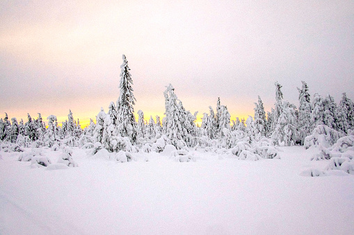 Sunset behind snow covered pinewood trees