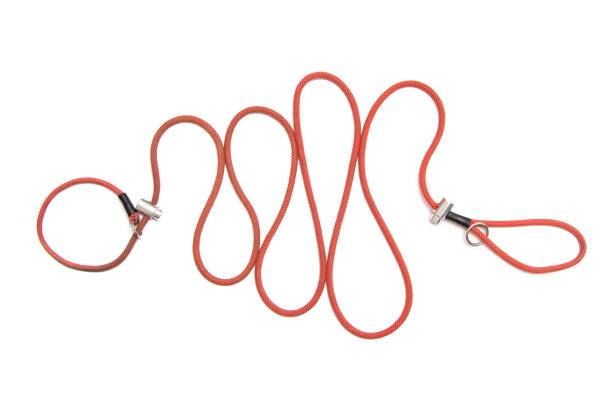 istock Dog leash isolated on white 1353217139