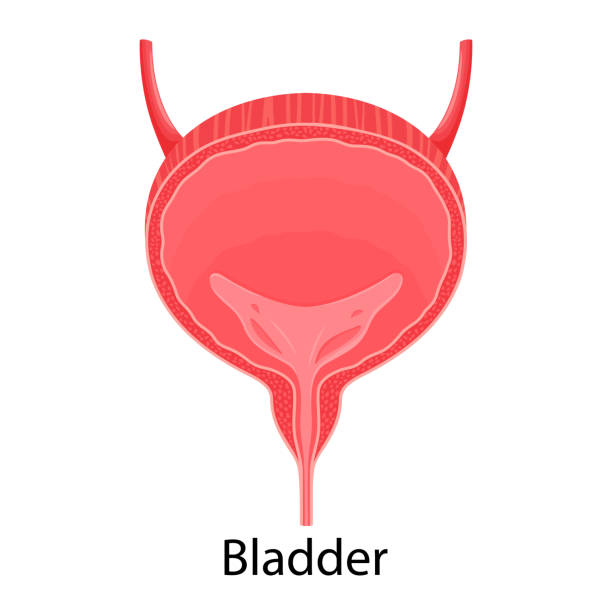 istock Human bladder anatomy. Medicine concept, Healthcare.Human internal organs symbol. Vector flat illustration. 1353217229