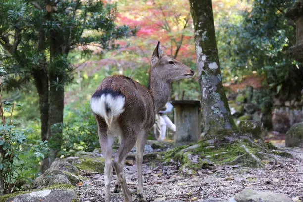 Miyajima, Momijidani Park in autumn