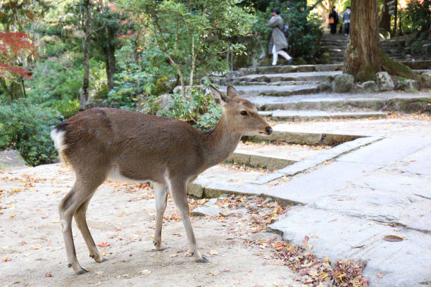 istock Miyajima, Momijidani Park in autumn 1353217840