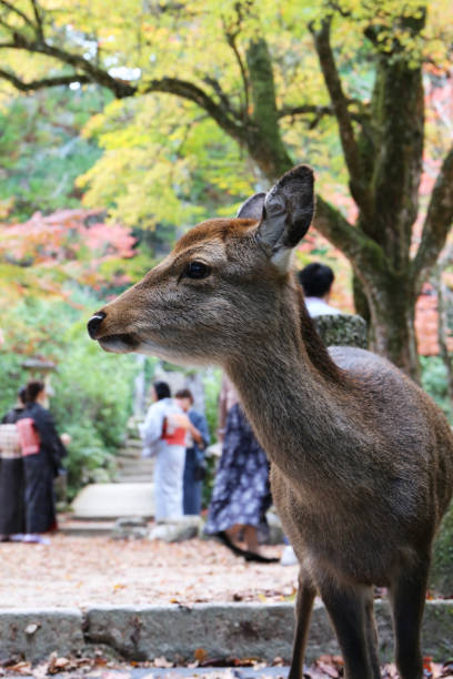 istock Miyajima, Momijidani Park in autumn 1353217849