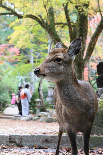 istock Miyajima, Momijidani Park in autumn 1353217854
