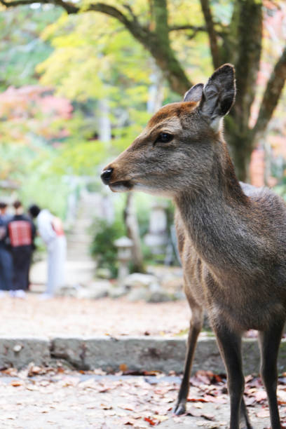 istock Miyajima, Momijidani Park in autumn 1353217856
