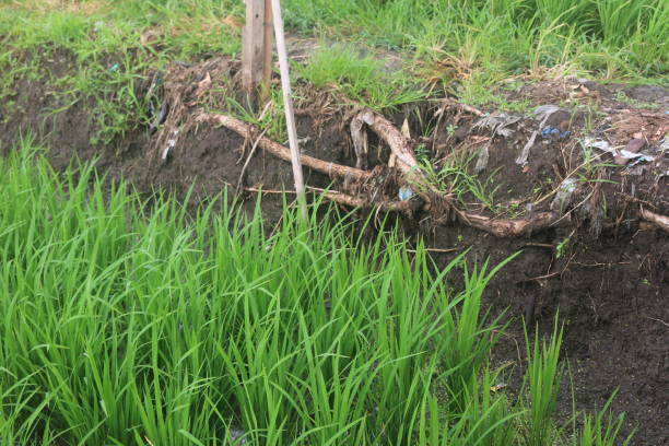 istock A month old rice plant that grows well looks green 1353217881