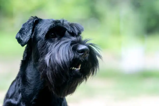 Beautiful standard Schnauzer on a green background looking in the distance