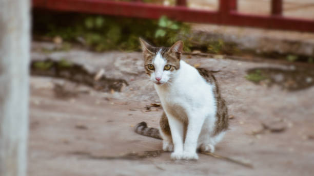 istock Indian domestic Kitten - Cats 1353218540